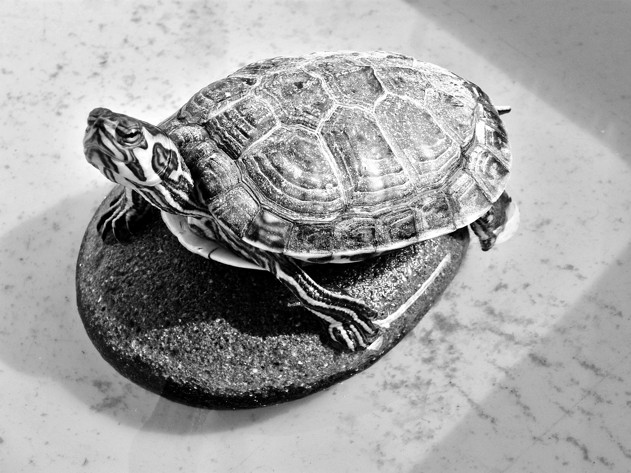 turtle-79410_1280