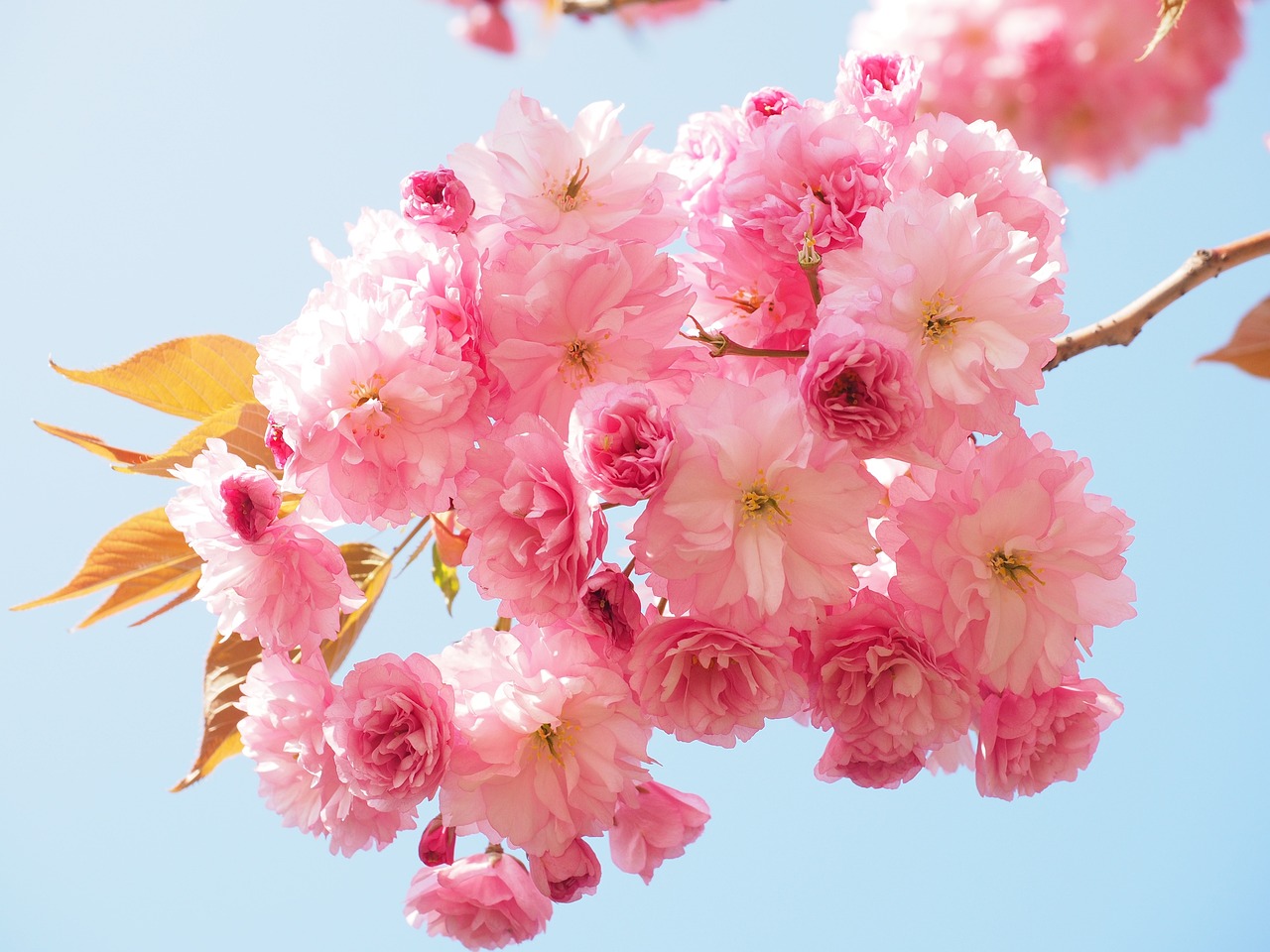 cherry-blossom-1260641_1280